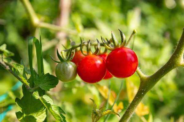 Conseil de jardinage : Comment cultiver des tomates savoureuses ?